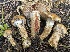  ( - FDS-CA-05383)  @11 [ ] by-nc (2024) Damon Tighe Fungal Diversity Survey