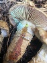  ( - FDS-CA-05383)  @11 [ ] by-nc (2024) Damon Tighe Fungal Diversity Survey