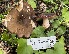  ( - FDS-CA-05384)  @11 [ ] by-nc (2024) Damon Tighe Fungal Diversity Survey
