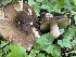  ( - FDS-CA-05384)  @11 [ ] by-nc (2024) Damon Tighe Fungal Diversity Survey