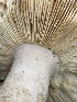  ( - FDS-CA-05384)  @11 [ ] by-nc (2024) Damon Tighe Fungal Diversity Survey