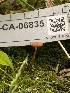  (Galerina diabolissima - FDS-CA-06835)  @11 [ ] by-nc (2024) Stu Pickell Fungal Diversity Survey