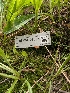  ( - FDS-CA-06835)  @11 [ ] by-nc (2024) Stu Pickell Fungal Diversity Survey