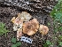  ( - FDS-CA-06852)  @11 [ ] by-nc (2024) Stu Pickell Fungal Diversity Survey