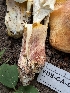  (Tricholomopsis rutilans - FDS-CA-06852)  @11 [ ] by-nc (2024) Stu Pickell Fungal Diversity Survey