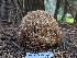  (Ramaria sp. rubrievanescens-PNW09 - FDS-CA-06855)  @11 [ ] by-nc (2024) Stu Pickell Fungal Diversity Survey