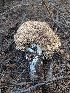  ( - FDS-CA-06855)  @11 [ ] by-nc (2024) Stu Pickell Fungal Diversity Survey