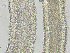  ( - FDS-CA-00346)  @11 [ ] by-nc (2023) Christian Schwarz Fungal Diversity Survey