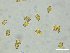 ( - FDS-CA-00355)  @11 [ ] by-nc (2024) Christian Schwarz Fungal Diversity Survey