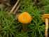  ( - FDS-CA-06862)  @11 [ ] by-nc (2024) Stu Pickell Fungal Diversity Survey