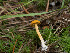  ( - FDS-CA-06862)  @11 [ ] by-nc (2024) Stu Pickell Fungal Diversity Survey
