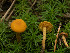  (Calocybe sp. naucoria-PNW01 - FDS-CA-06862)  @11 [ ] by-nc (2024) Stu Pickell Fungal Diversity Survey