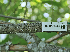  (Diatrype sp. CA02 - FDS-CA-05951)  @11 [ ] by-nc (2024) Fresno Mycology Society Fungal Diversity Survey