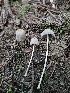  ( - FDS-CA-05108)  @11 [ ] by (2024) Mandy Hackney Fungal Diversity Survey