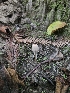  ( - FDS-CA-05108)  @11 [ ] by (2024) Mandy Hackney Fungal Diversity Survey