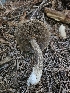  ( - FDS-CA-05120)  @11 [ ] by (2024) Mandy Hackney Fungal Diversity Survey