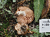  ( - FDS-CA-05954)  @11 [ ] by-nc (2024) Fresno Mycology Society Fungal Diversity Survey