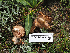  ( - FDS-CA-05954)  @11 [ ] by-nc (2024) Fresno Mycology Society Fungal Diversity Survey