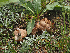  ( - FDS-CA-05954)  @11 [ ] by-nc (2024) Fresno Mycology Society Fungal Diversity Survey