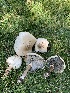  ( - FDS-CA-05401)  @11 [ ] by-nc (2024) Unspecified Fungal Diversity Survey