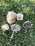 ( - FDS-CA-05401)  @11 [ ] by-nc (2024) Unspecified Fungal Diversity Survey