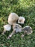  ( - FDS-CA-05401)  @11 [ ] by-nc (2024) Unspecified Fungal Diversity Survey