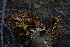  ( - FDS-CA-05431)  @11 [ ] by-nc (2024) Unspecified Fungal Diversity Survey