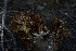  ( - FDS-CA-05431)  @11 [ ] by-nc (2024) Unspecified Fungal Diversity Survey