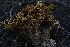  ( - FDS-CA-05431)  @11 [ ] by-nc (2024) Unspecified Fungal Diversity Survey