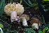  ( - FDS-CA-05421)  @11 [ ] by-nc (2024) Unspecified Fungal Diversity Survey