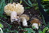  ( - FDS-CA-05421)  @11 [ ] by-nc (2024) Unspecified Fungal Diversity Survey