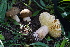  ( - FDS-CA-05421)  @11 [ ] by-nc (2024) Unspecified Fungal Diversity Survey