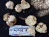  ( - FDS-CA-02446)  @11 [ ] by-nc (2024) Jaren Hockert Fungal Diversity Survey