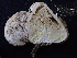  ( - FDS-CA-02446)  @11 [ ] by-nc (2024) Jaren Hockert Fungal Diversity Survey