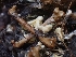  (Arthrodermataceae - FDS-CA-05139)  @11 [ ] by (2024) Mandy Hackney Fungal Diversity Survey