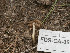  ( - FDS-CA-06815)  @11 [ ] by-nc (2024) Stu Pickell Fungal Diversity Survey