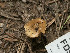  ( - FDS-CA-06815)  @11 [ ] by-nc (2024) Stu Pickell Fungal Diversity Survey