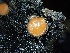  (Scutellinia superba - FDS-CA-04983)  @11 [ ] c (2024) Rudy Diaz Fungal Diversity Survey