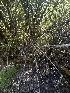  ( - FDS-CA-04981)  @11 [ ] c (2024) Rudy Diaz Fungal Diversity Survey