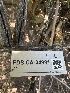  ( - FDS-CA-04981)  @11 [ ] c (2024) Rudy Diaz Fungal Diversity Survey