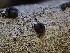  (Godronia - FDS-CA-04929)  @11 [ ] c (2024) Rudy Diaz Fungal Diversity Survey