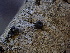  ( - FDS-CA-04929)  @11 [ ] c (2024) Rudy Diaz Fungal Diversity Survey