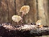  ( - FDS-CA-07803)  @11 [ ] by-nc (2024) Damon Tighe Fungal Diversity Survey