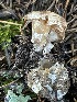  ( - FDS-CA-07802)  @11 [ ] by-nc (2024) Damon Tighe Fungal Diversity Survey