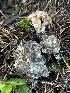  ( - FDS-CA-07802)  @11 [ ] by-nc (2024) Damon Tighe Fungal Diversity Survey