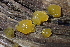  (Dacrymyces sp. CA10 - FDS-CA-05389)  @11 [ ] by-nc (2024) Damon Tighe Fungal Diversity Survey