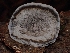  ( - FDS-CA-05093)  @11 [ ] by (2024) Mandy Hackney Fungal Diversity Survey