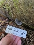  ( - FDS-CA-05093)  @11 [ ] by (2024) Mandy Hackney Fungal Diversity Survey