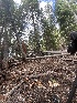  ( - FDS-CA-04861)  @11 [ ] by-nc (2024) Dean Lyons Fungal Diversity Survey