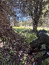  ( - FDS-CA-04860)  @11 [ ] by-nc (2024) Dean Lyons Fungal Diversity Survey